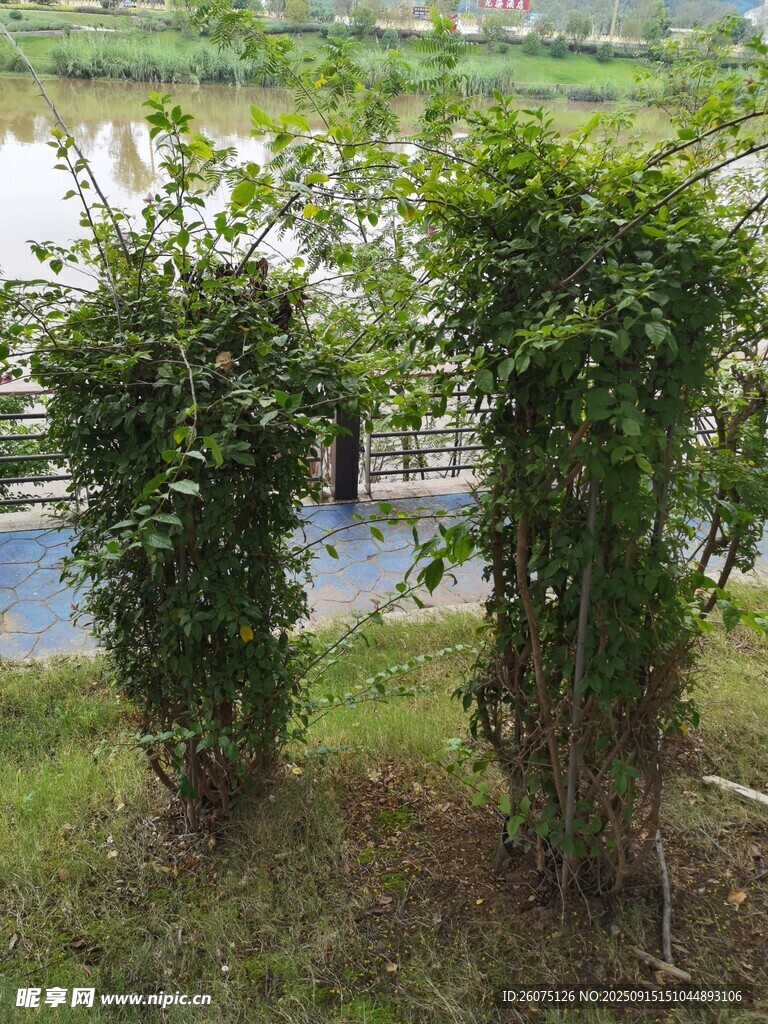 路边绿植景观