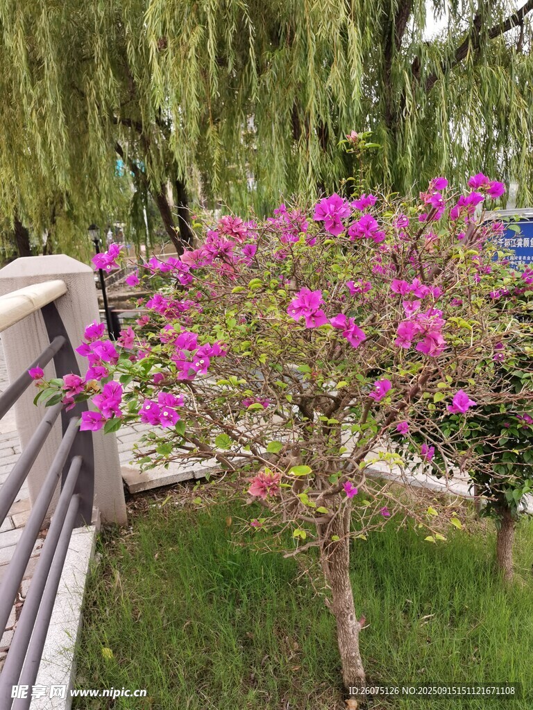 木槿花开于桥畔