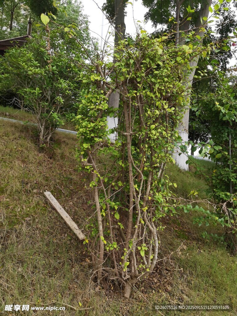 山坡上的绿植与枯木