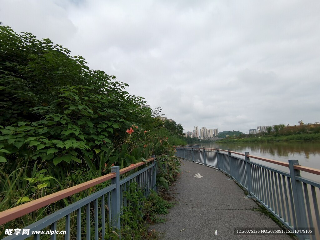 河边绿荫小道