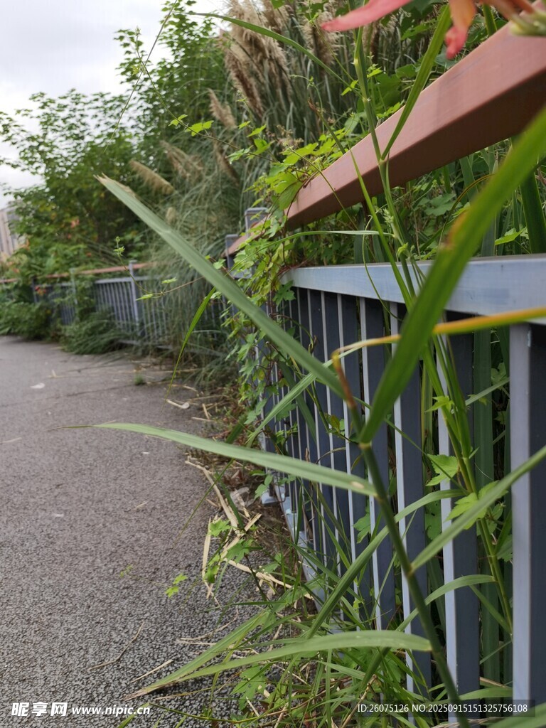 路边绿植与金属护栏景观