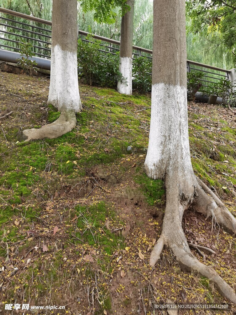 树根裸露于草地的自然景象