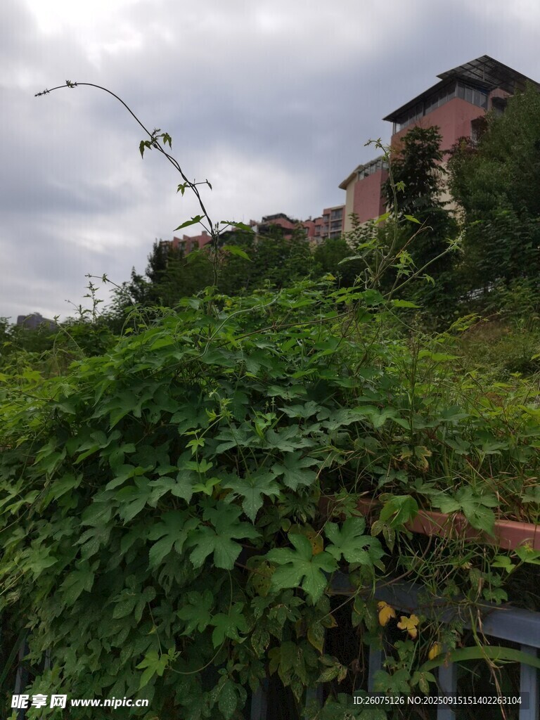 山坡绿植环绕的古朴建筑