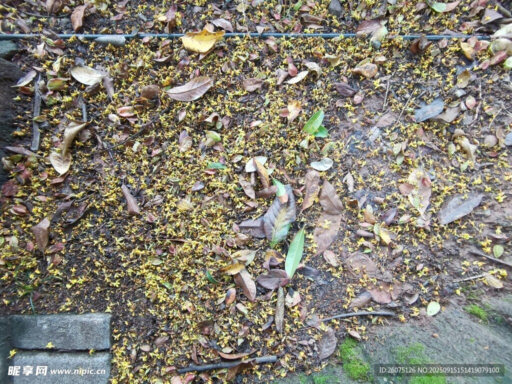 地面落叶与青苔景象