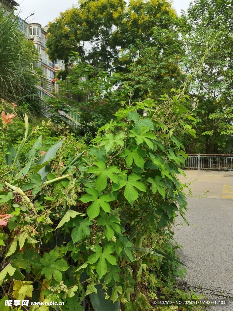 路边繁茂绿植景观