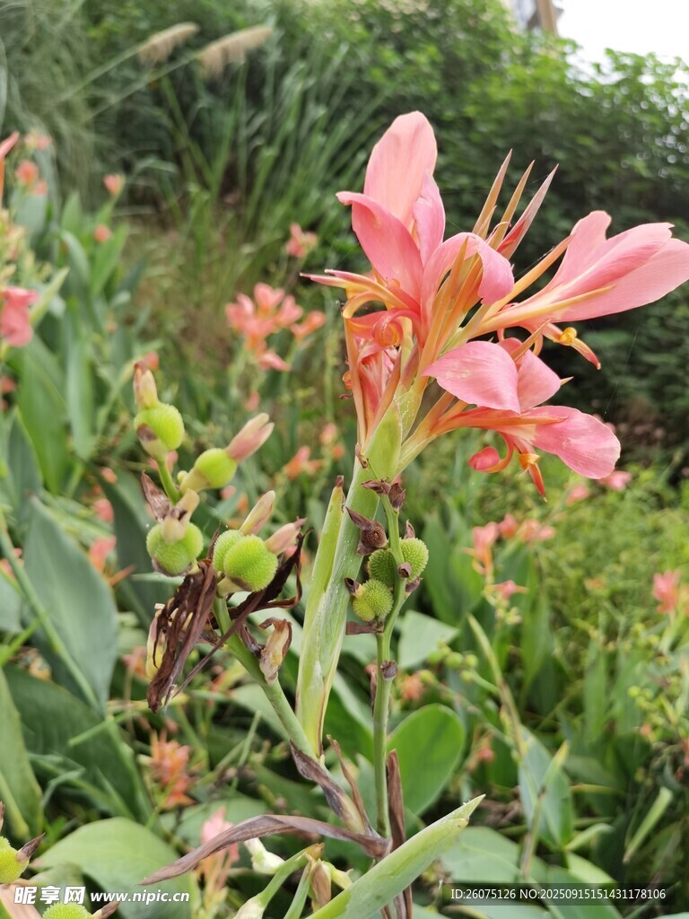 娇艳粉色花朵绽放于绿野