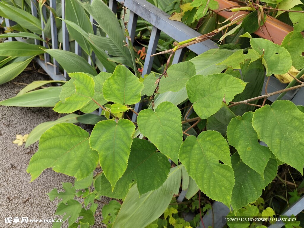 绿叶植物特写