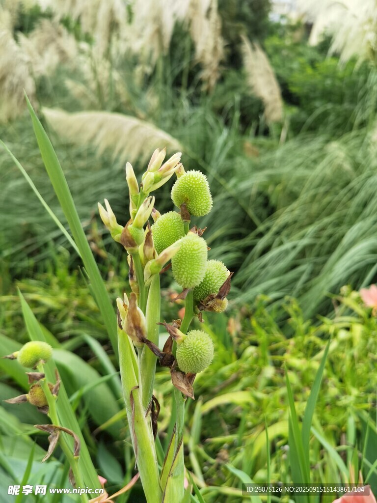 绿色植物中的花苞特写