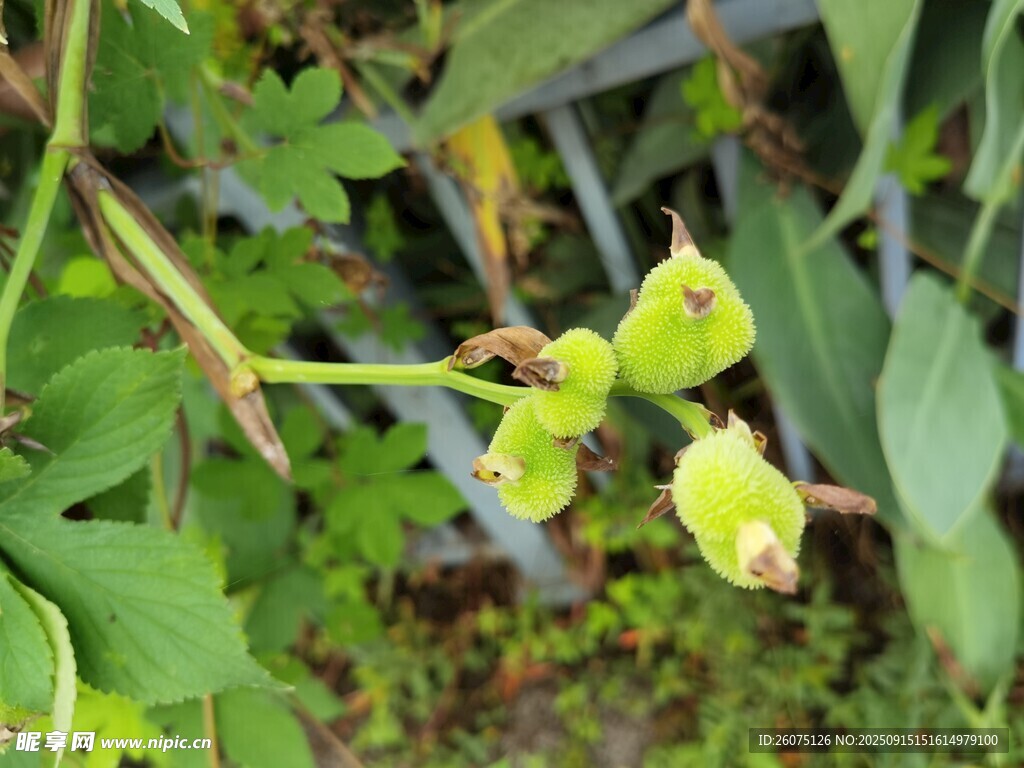 绿色植物的娇嫩花苞