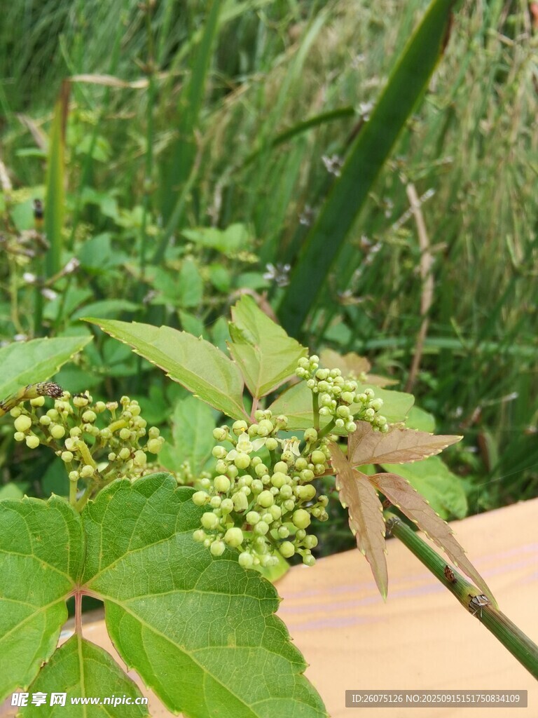 绿色植物上的未成熟浆果