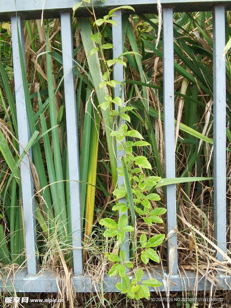 铁栅栏边的翠绿蕨类植物