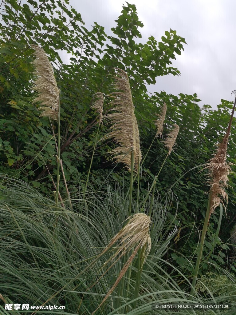 风中摇曳的蒲苇植物景观