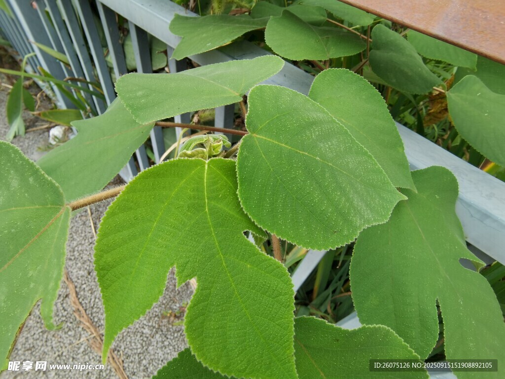 绿叶繁茂的植物特写