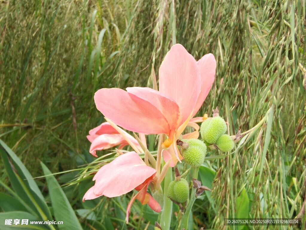 粉色娇花绽于葱郁绿草间