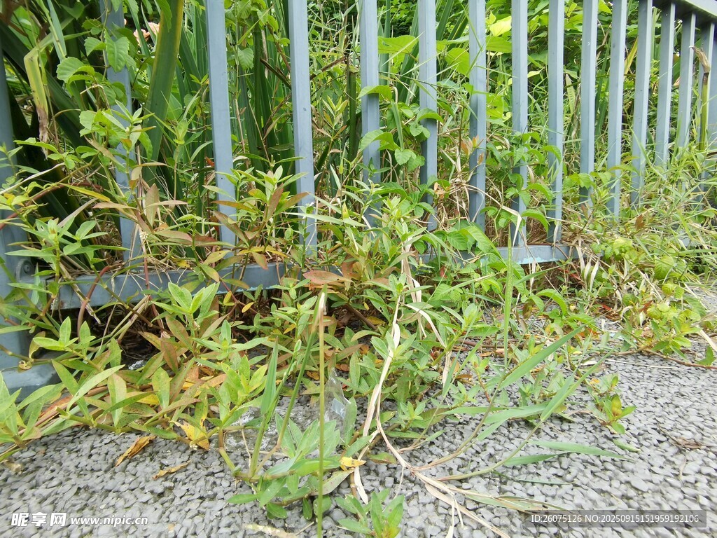 栅栏旁生长的繁茂杂草