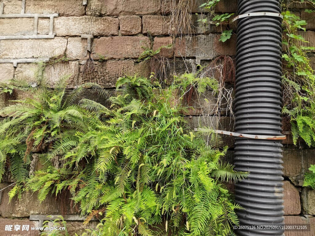 砖墙边缠绕绿植的黑色管道