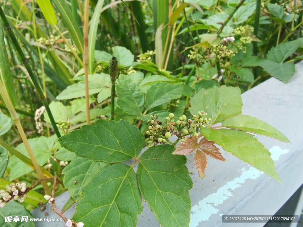 绿叶植物特写