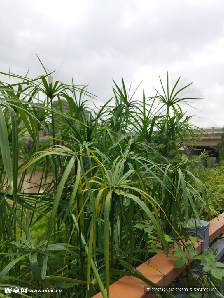 茂盛绿植景观