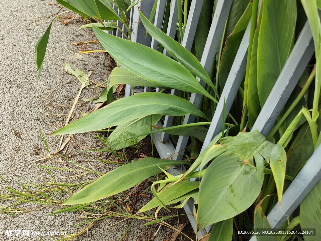墙边绿植与金属围栏