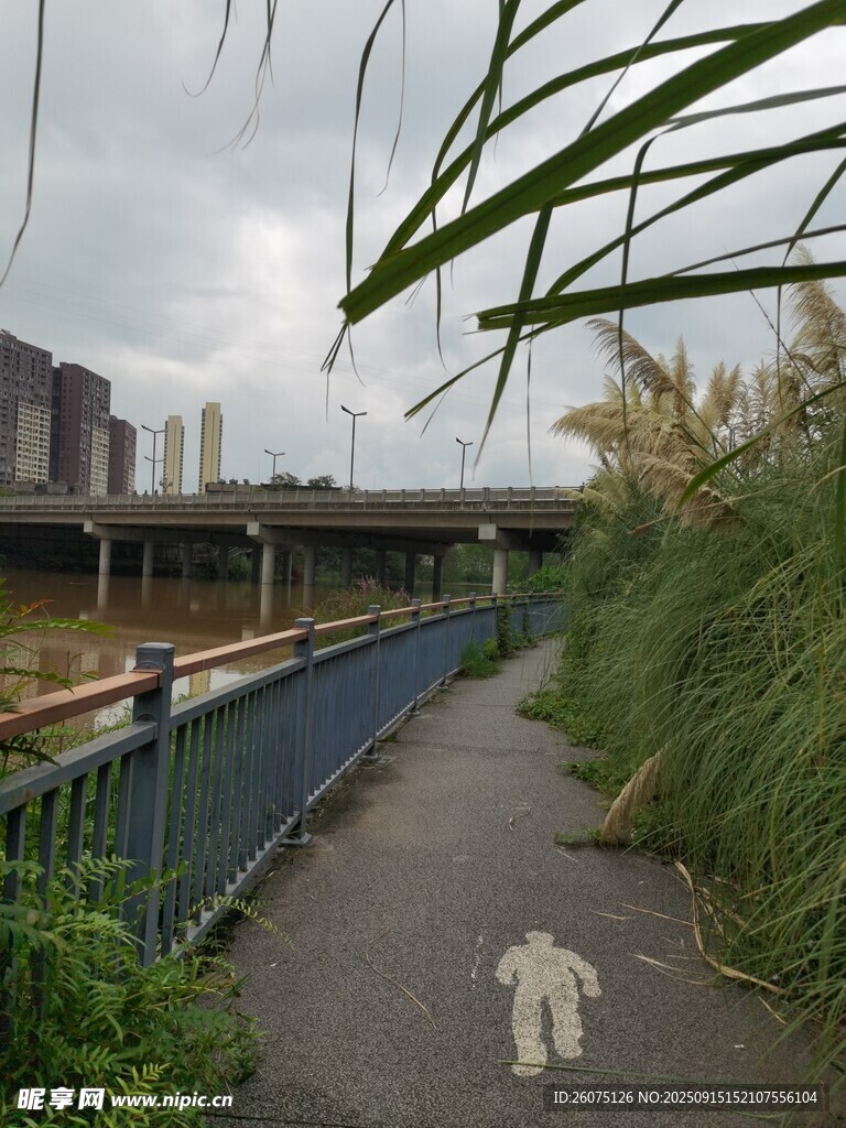 河边小径旁繁茂绿植景观