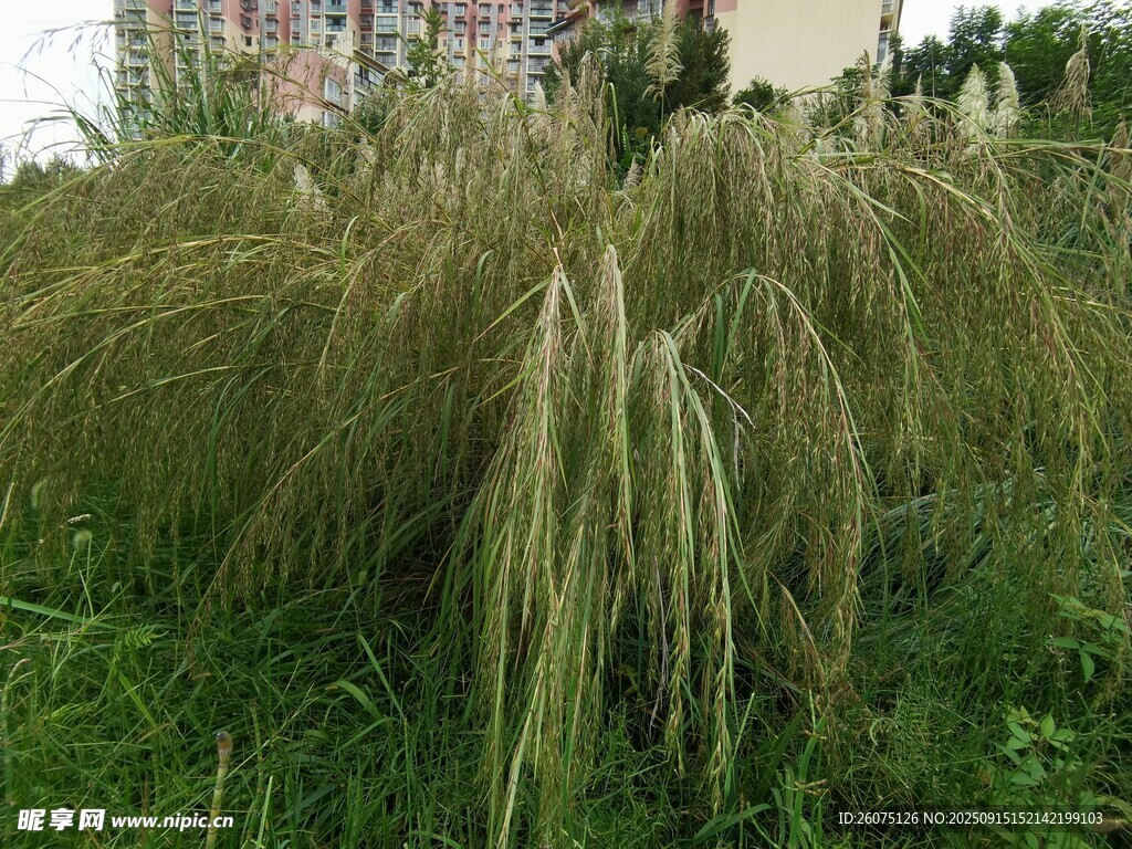 观赏草景观