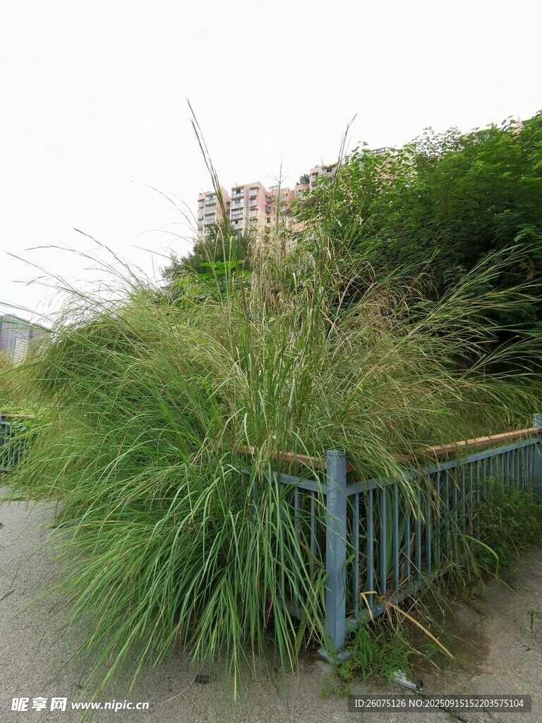 路边茂盛的绿色草丛
