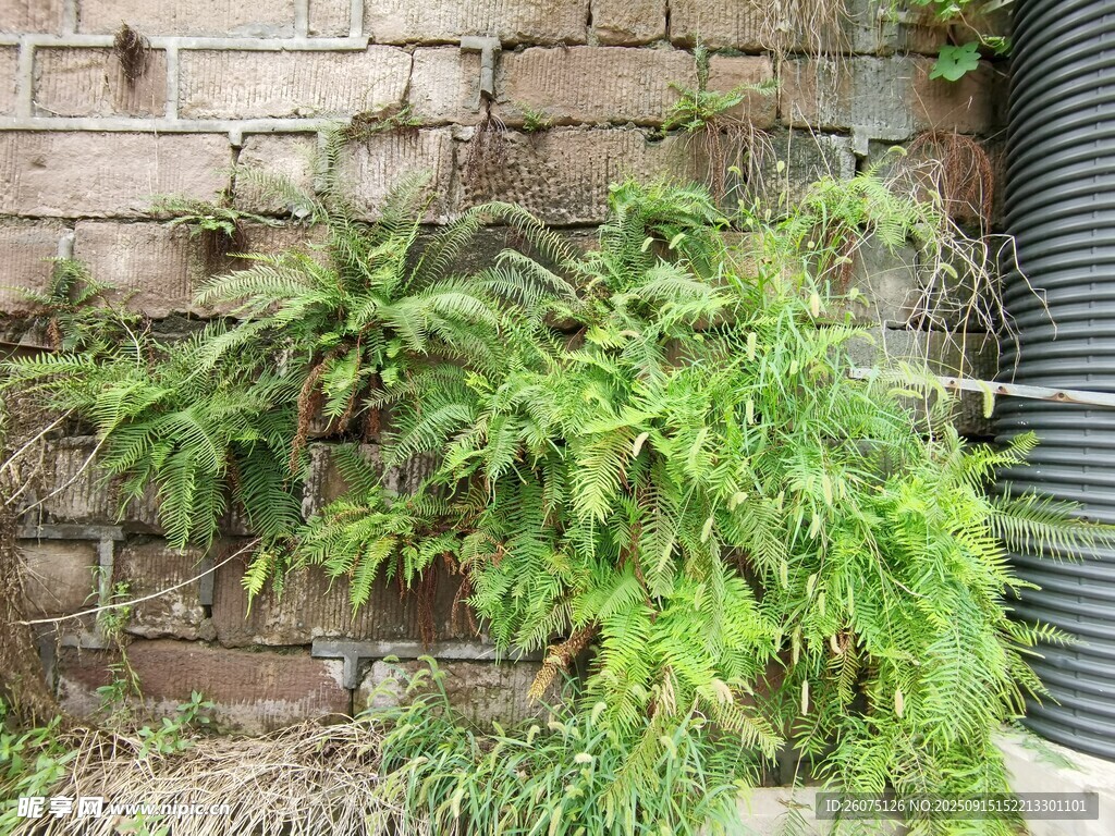 砖墙绿植景观