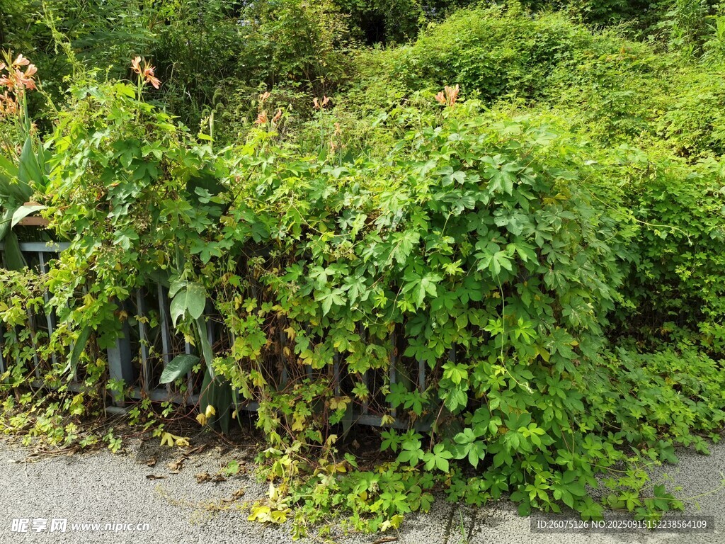 繁茂绿植覆盖围栏