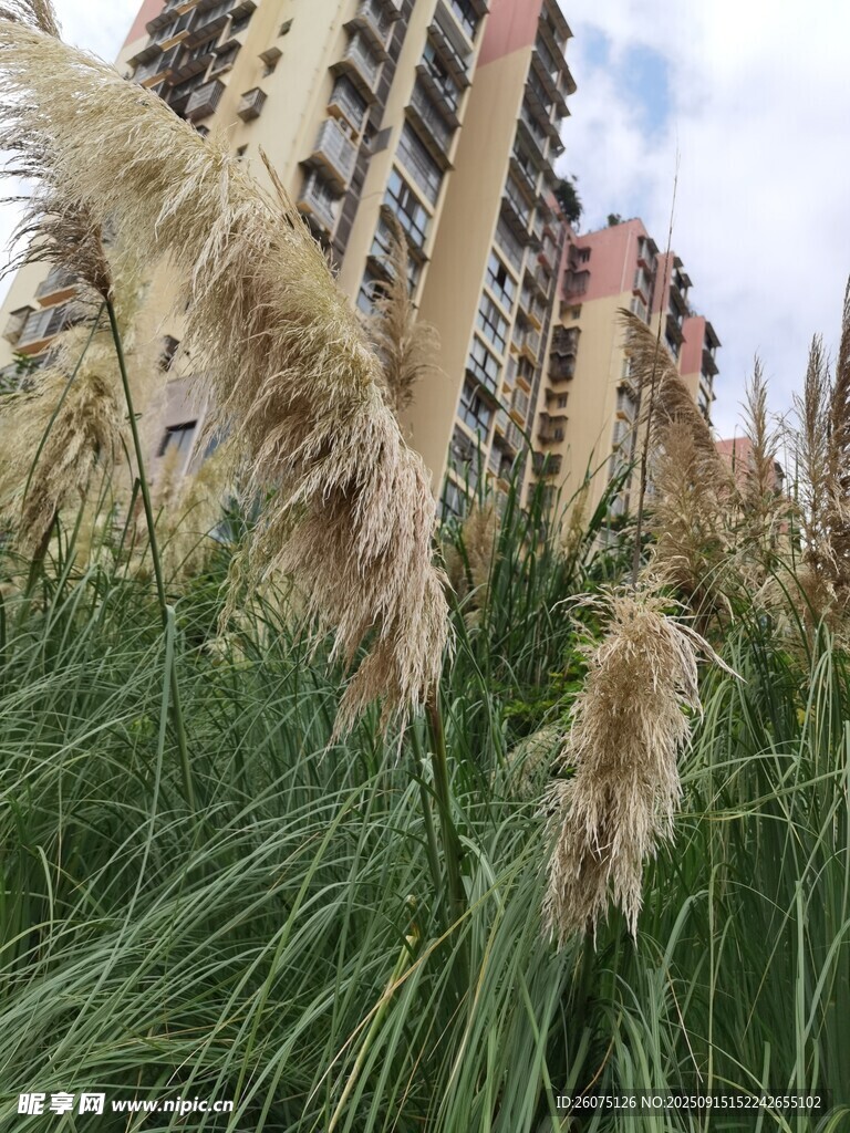 城市中的芦苇景观