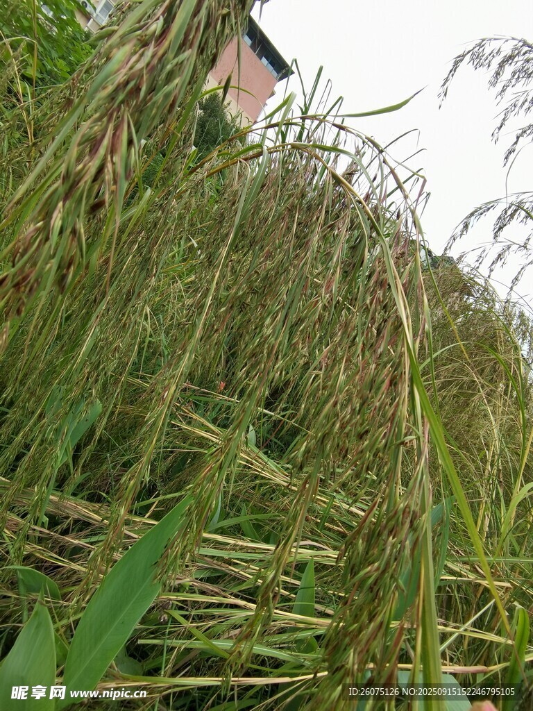 金黄稻田中的房屋一角