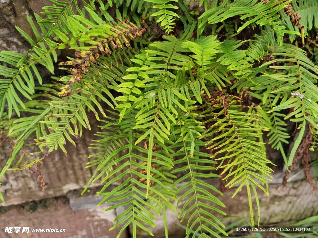 翠绿蕨类植物生机盎然