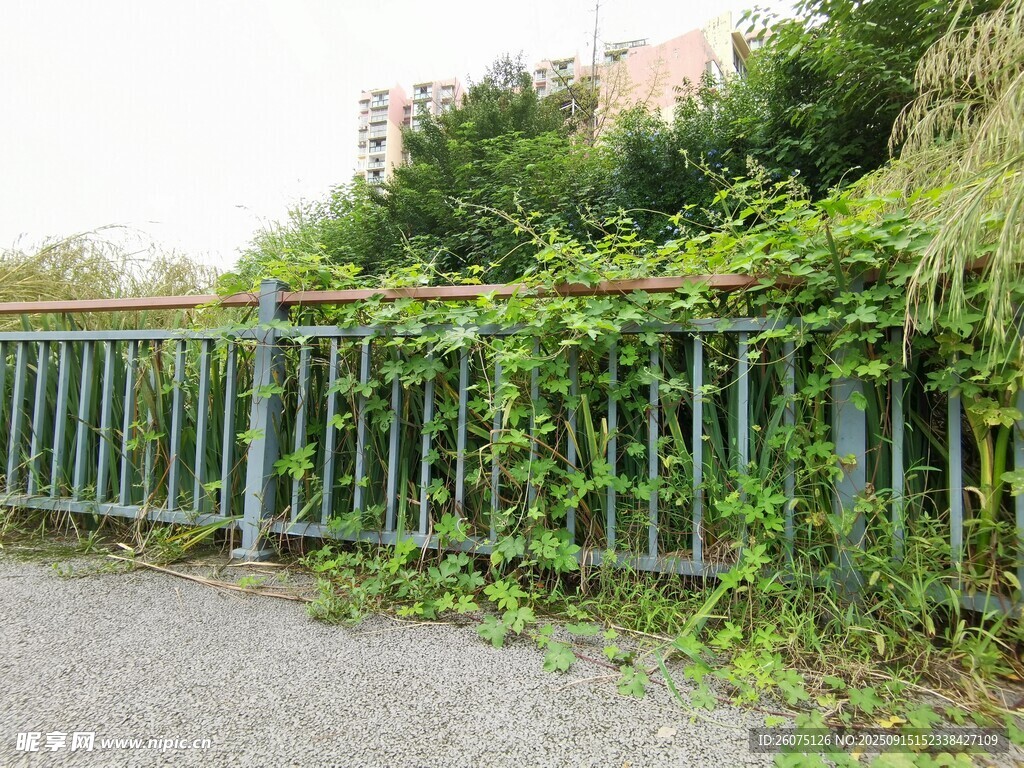 绿植缠绕的金属围栏