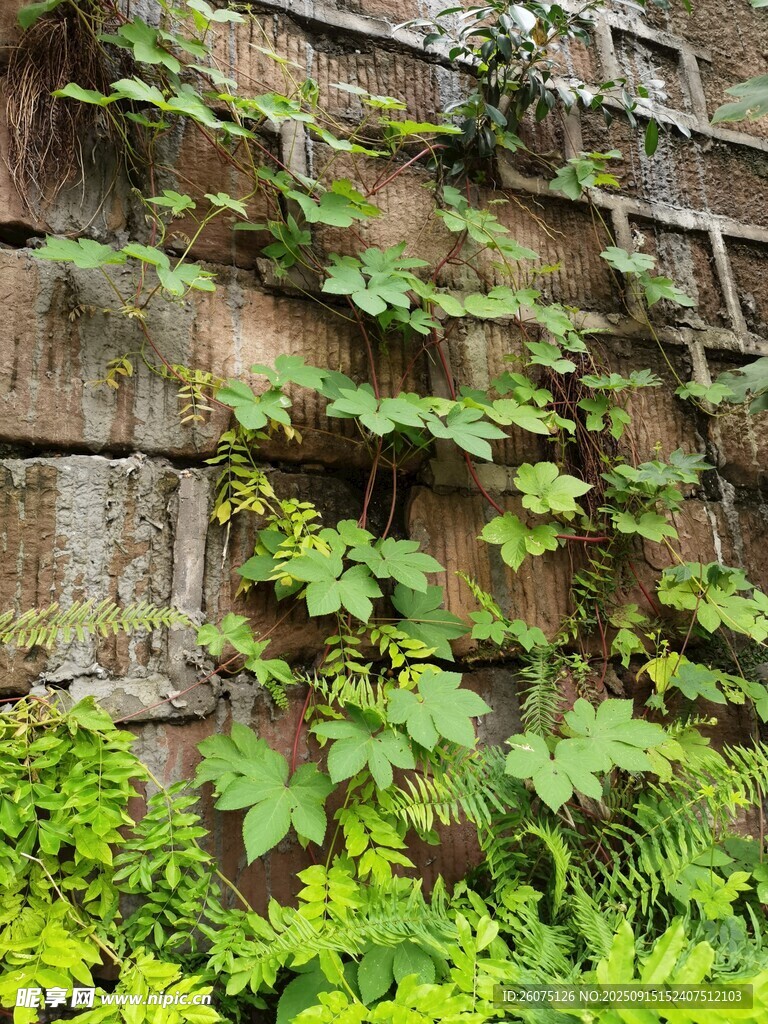 石墙上的翠绿藤蔓植物