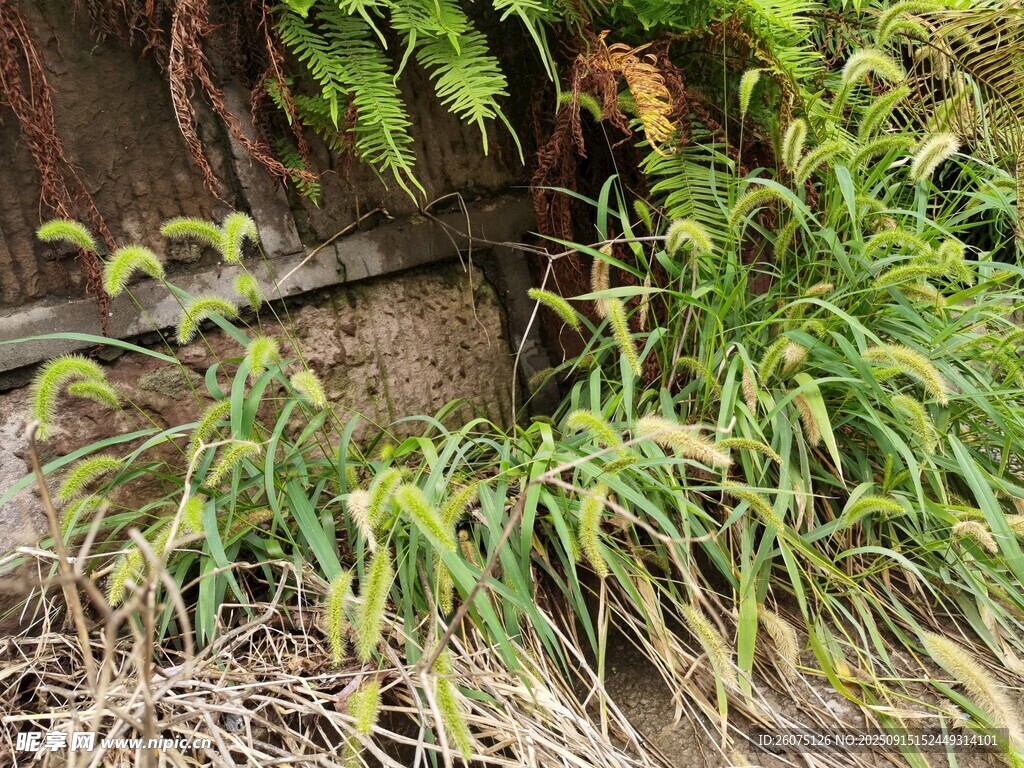 墙角绿植生机盎然