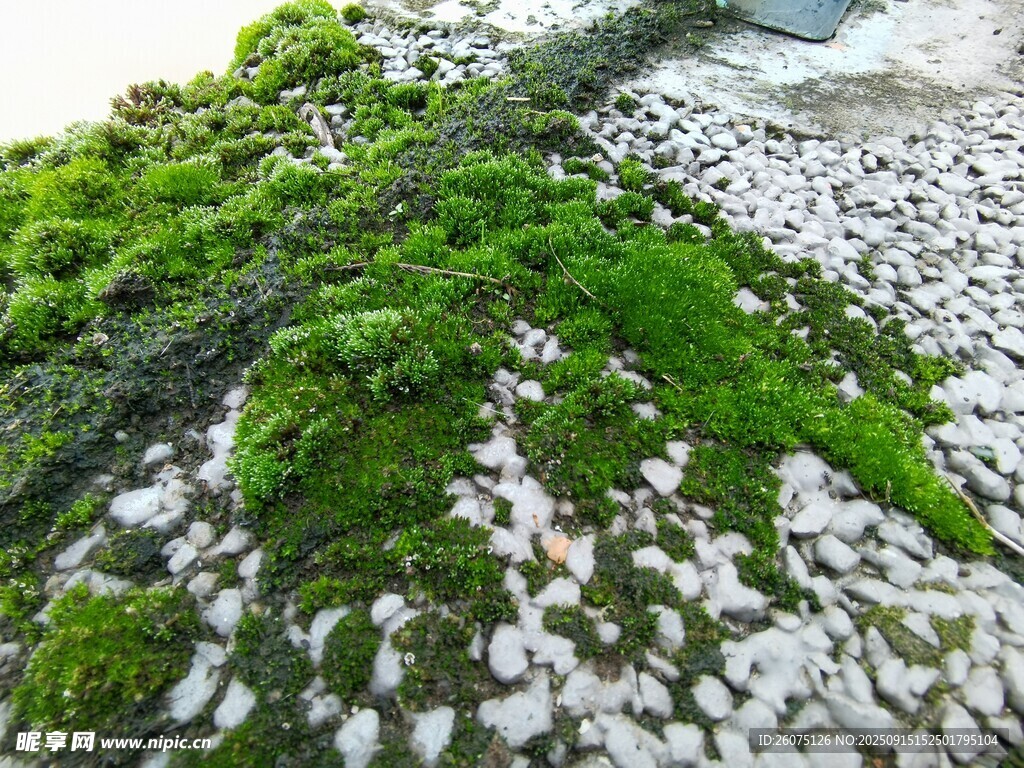 青苔覆盖的石子地面景观