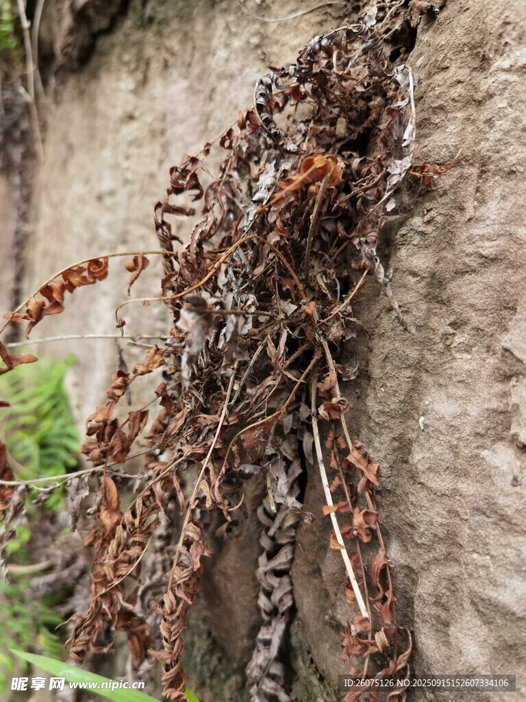 墙边枯萎植物特写