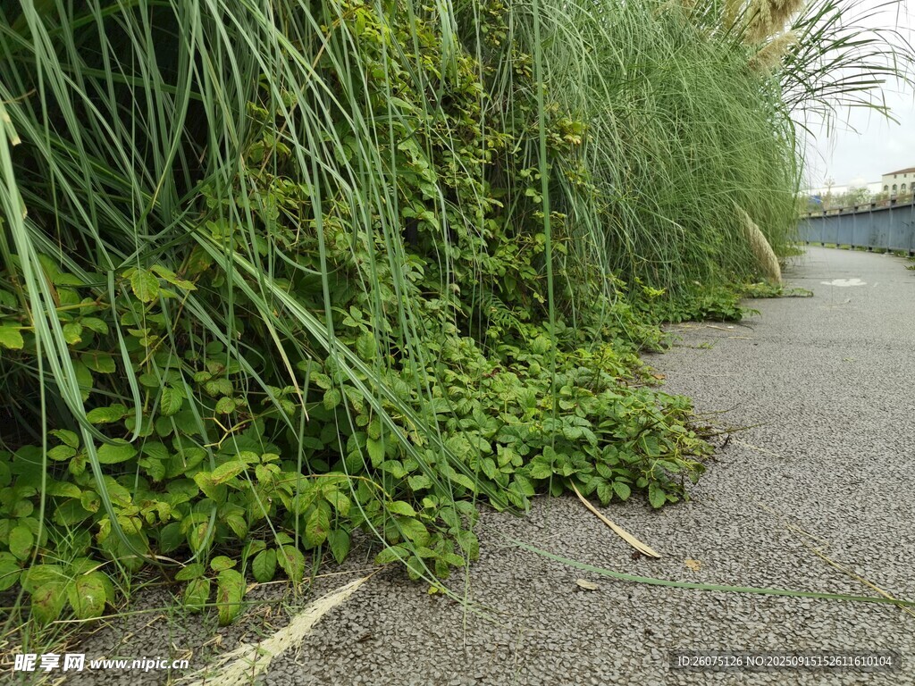 路边繁茂绿植景观