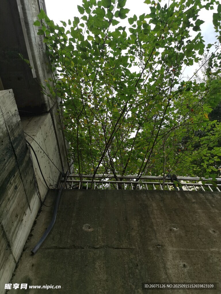 屋顶旁的葱郁绿树