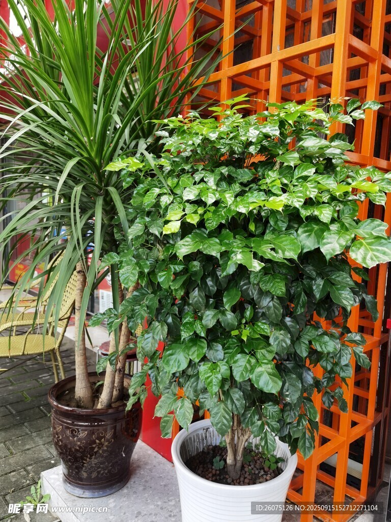 室内绿植装点雅致角落