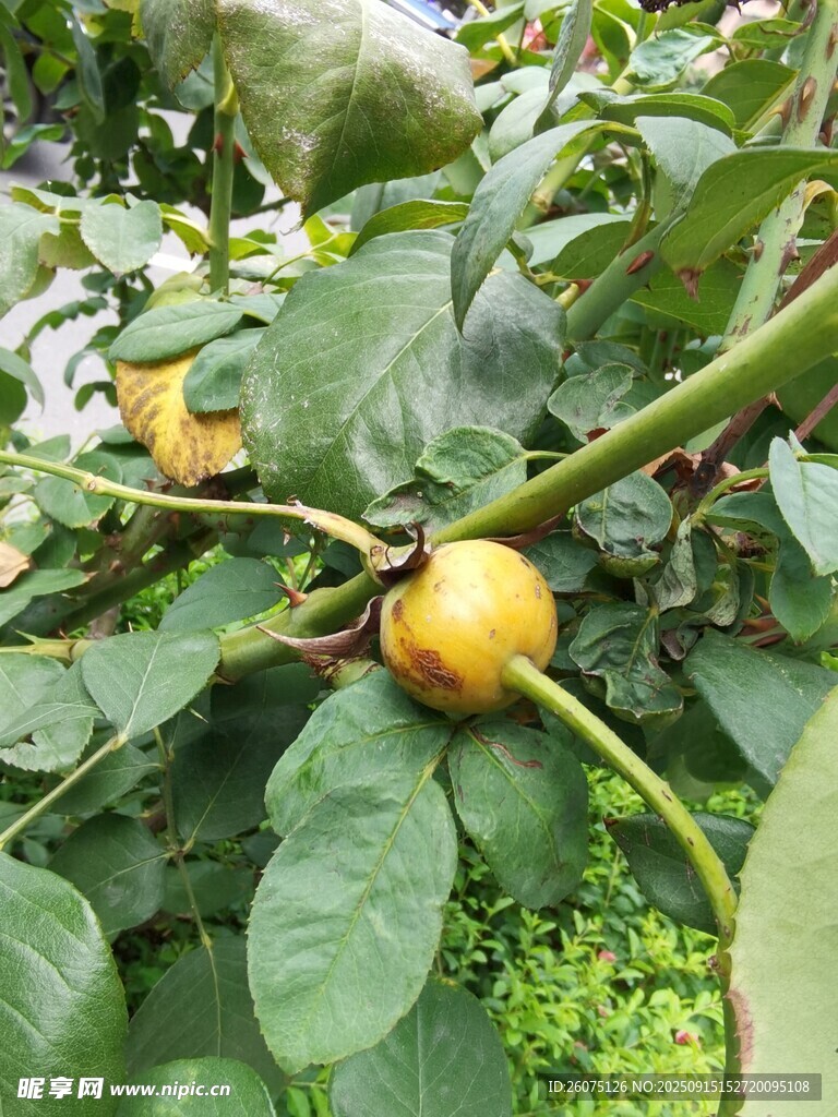 枝头挂着金黄饱满的果实