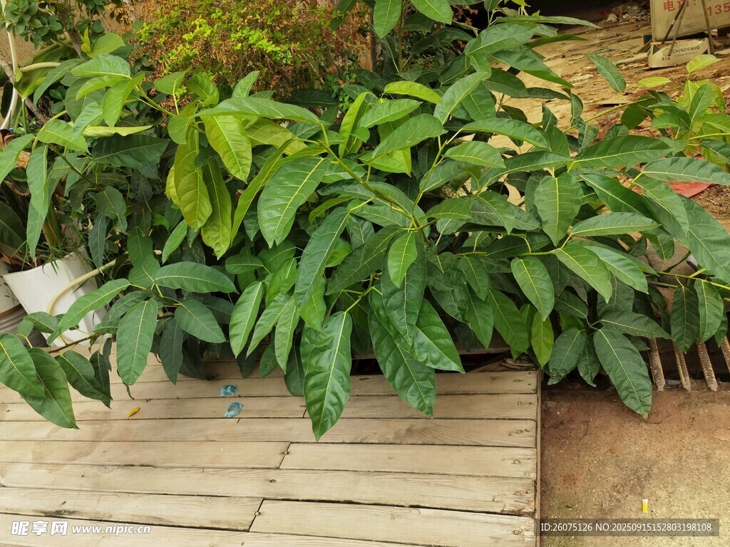 绿叶植物装点木质地面