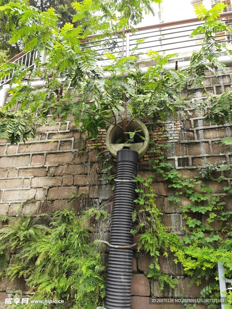 绿植缠绕的黑色管道景观