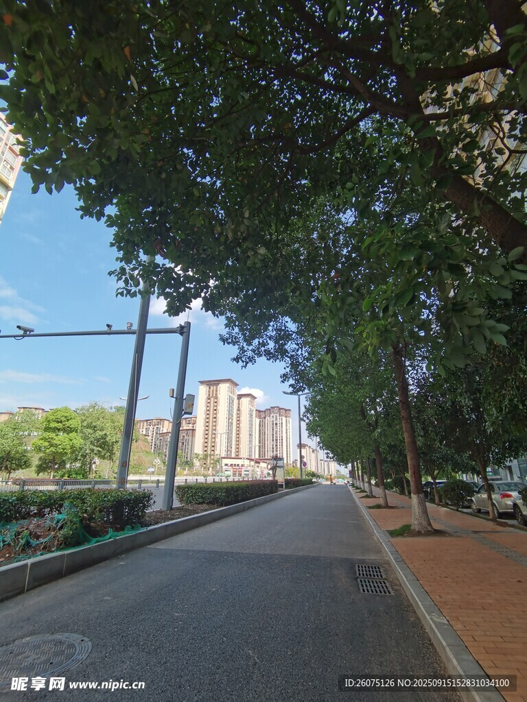 林荫下的宁静街道