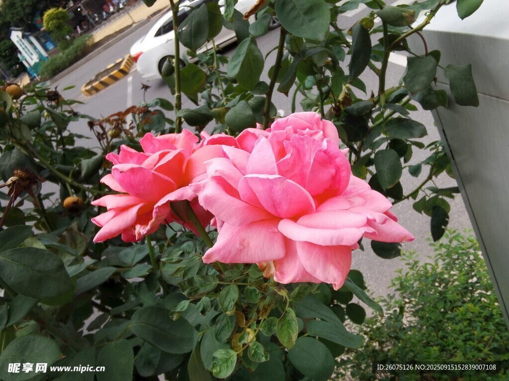 娇艳粉色月季花绽放