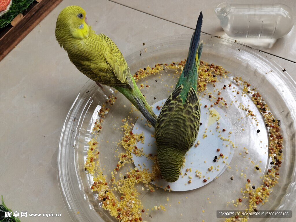 两只鹦鹉在盘中进食