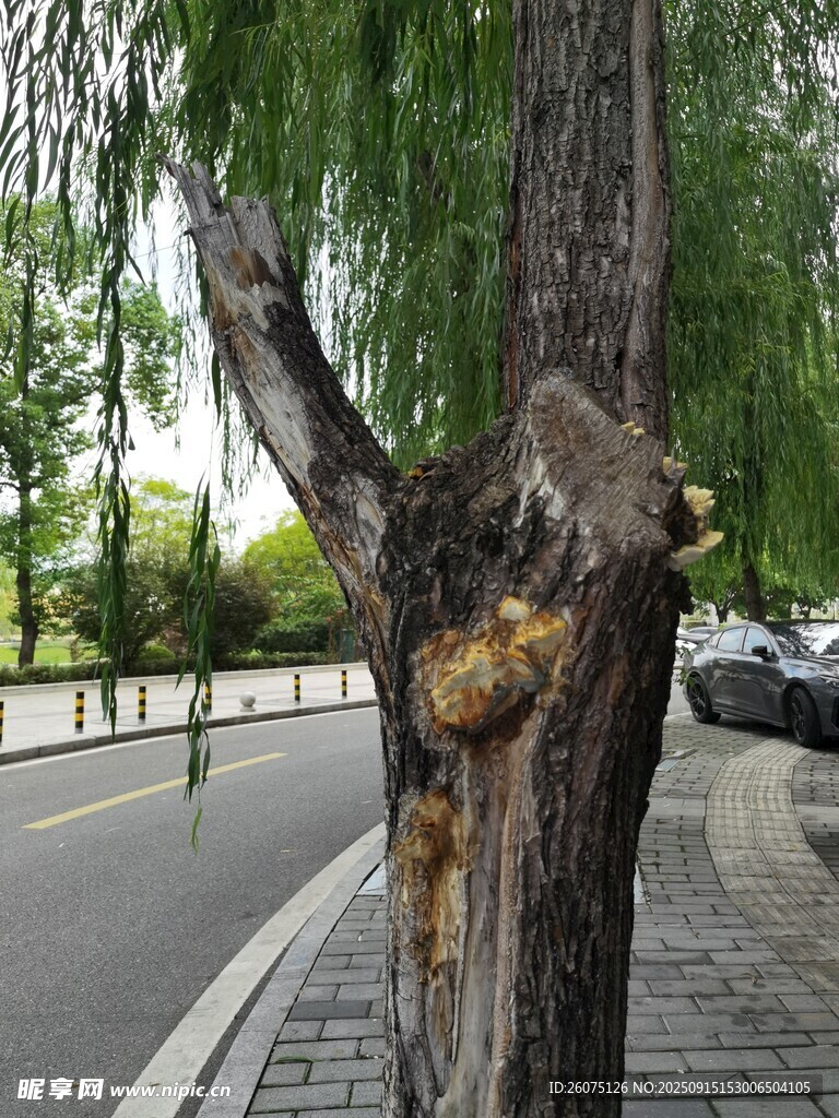 柳树树干受损景象