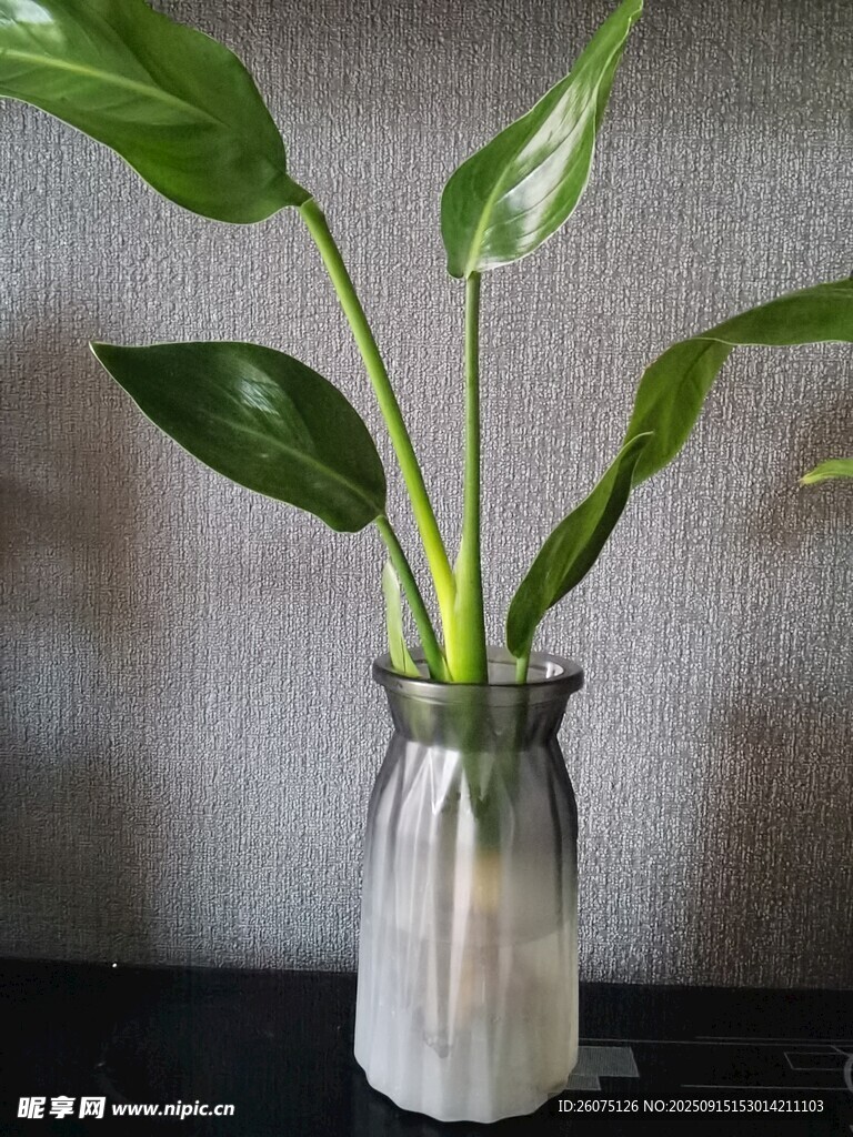 玻璃花瓶中的翠绿绿植