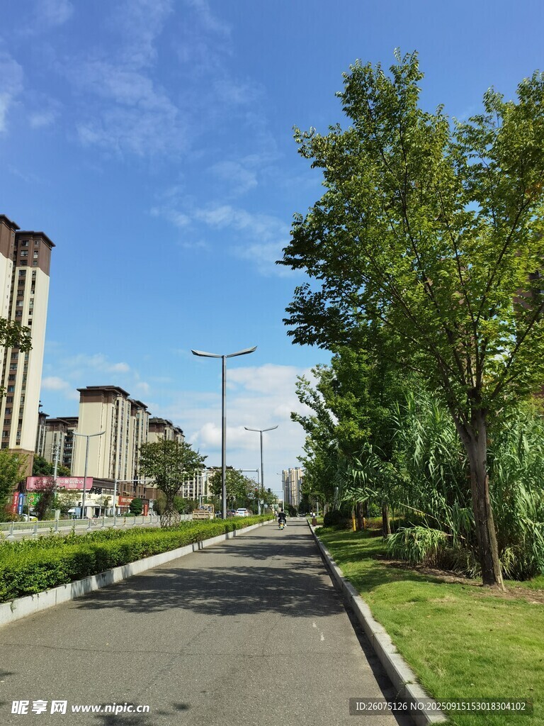 城市林荫道路风景