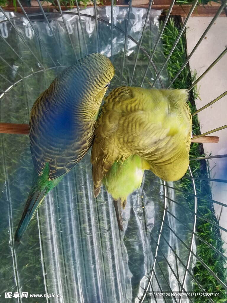 笼中多彩鹦鹉