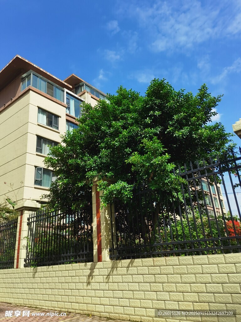 住宅楼旁葱郁绿树